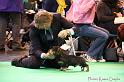 Crufts2011_2 541